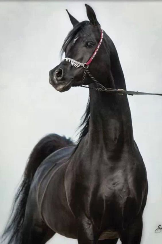Arab Show Horses